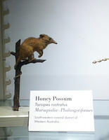 honey possum don't care